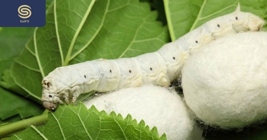 Silk is produced from the silk of silkworms that eat mulberry leaves