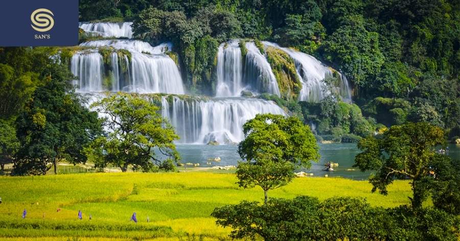 Golden Rice Fields at Ban Gioc Waterfall