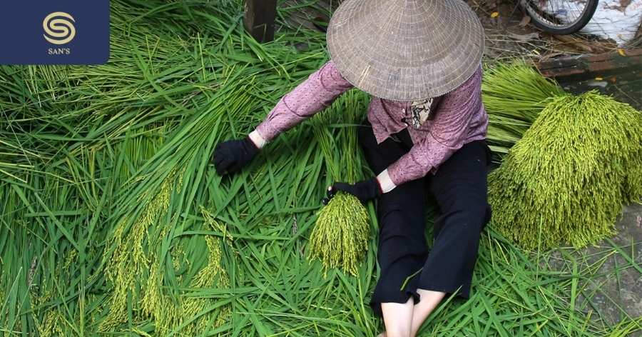 Green rice flakes are made from young sticky rice