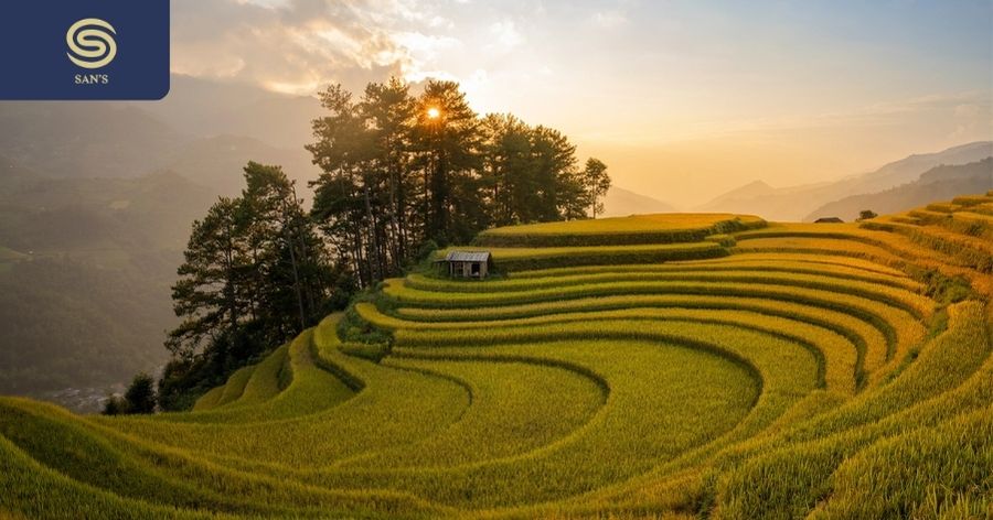 Mu Cang Chai Rice Fields