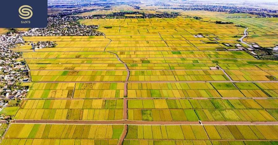 Golden Rice Fields of Thai Binh