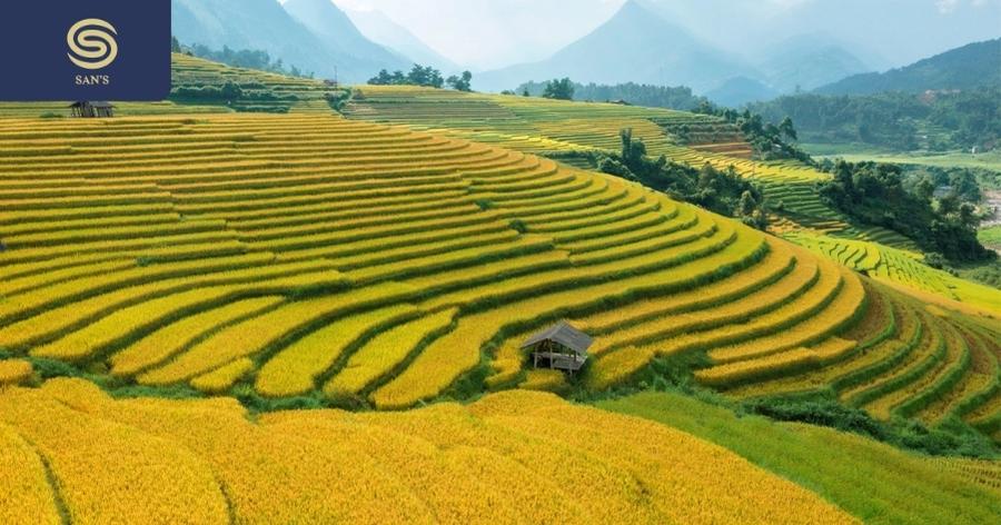 Sapa’s Terraced Rice Fields