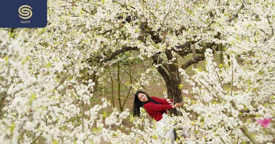 Plum blossoms in Moc Chau