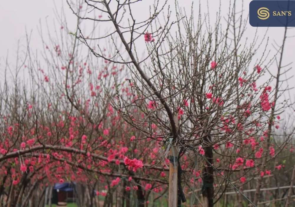 Spring in Hanoi