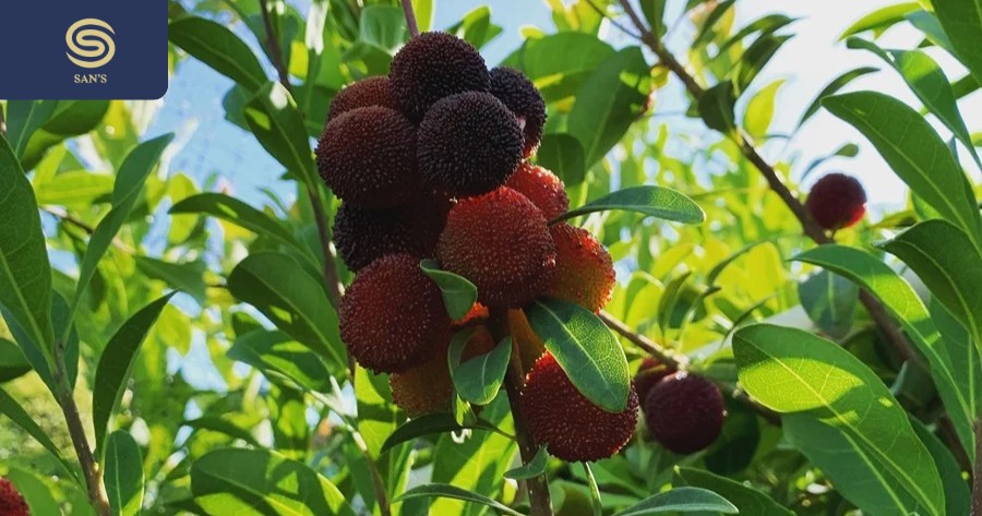 The fruit has an eye-catching color and an interesting sweet taste. (Source: Collected)