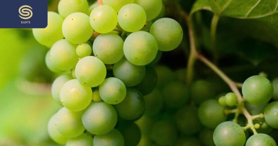 Grapes are also widely grown in Asia. Asian grapes are sweet and juicy. (Source: Collected)