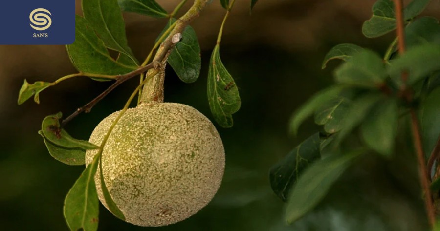 Wood apple is a unique fruit containing many nutrients, often found in India, and some Asian countries (Source: Collected)